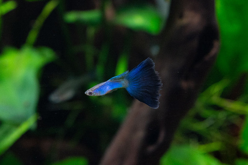 Singa Blue Tail Guppies, vibrant freshwater fish with striking blue tails, swimming in a clear aquarium.