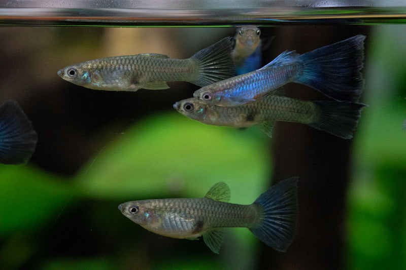 JA Singa Blue Tail Guppies, vibrant freshwater fish with striking blue tails swimming in an aquarium.