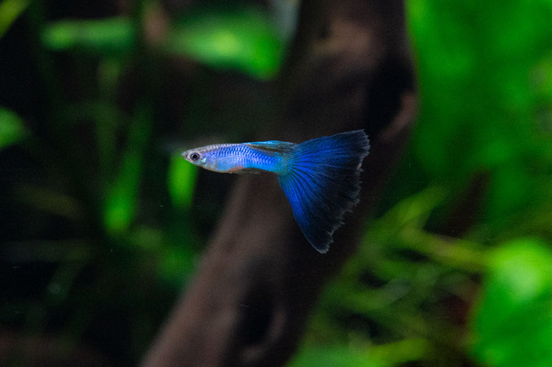 JA Singa Blue Tail Guppies, vibrant live fish with striking blue tails swimming in freshwater aquarium.