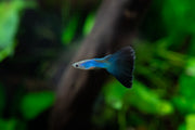 JA Singa Blue Tail Guppies, vibrant freshwater fish with bright blue tails swimming in an aquarium.