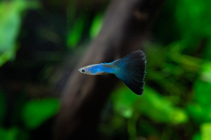 JA Singa Blue Tail Guppies, vibrant freshwater fish with bright blue tails swimming in an aquarium.