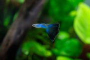 JA Singa Blue Tail Guppies, vibrant freshwater fish with striking blue tails, swimming in an aquarium.