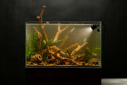 SL AQUA Black MORE Dark Extract water conditioner for shrimp, showing the dark liquid concentrate in a bottle.