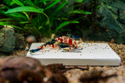 SL AQUA SL-Aqua NDM water conditioner in a sleek white bottle with a blue cap, designed for aquarium water treatment.