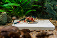SL AQUA SL-Aqua NDM water conditioner in a sleek white bottle with a blue cap, designed for aquarium water treatment.