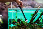 SL-Aqua SAS Algae Scraper Accessories - Buce Plant