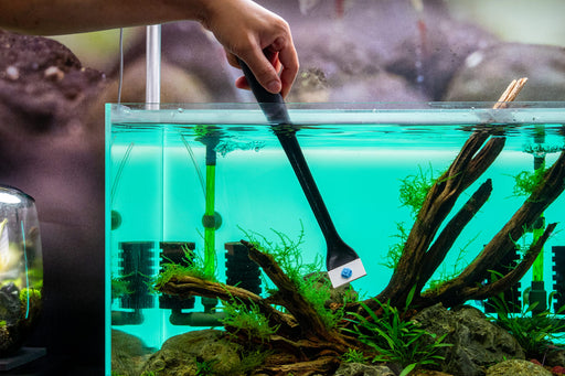 Aquascaping Supplies | Aquarium Aquascaping | Buce Plant Aquascaping Supplies | Aquarium Aquascaping | Buce Plant