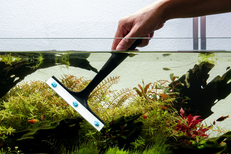 SL-Aqua SAS Algae Scraper Accessories - Buce Plant