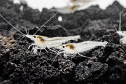 JA Snow Ball Shrimp, fresh and raw shrimp with a snowy appearance, ready for cooking or seafood dishes.