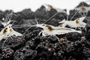 JA Snow Ball Shrimp, large frozen shrimp with a snowy white appearance, ready for cooking or seafood dishes.