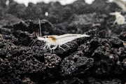 Fresh Snow Ball Shrimp by JA, showcasing plump, white seafood with a snowy appearance, ideal for seafood dishes.