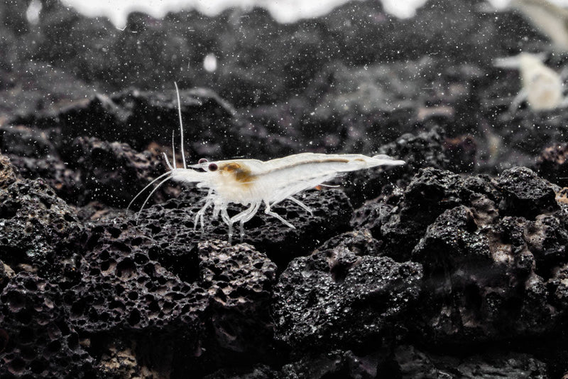 Fresh Snow Ball Shrimp by JA, showcasing plump, white seafood with a snowy appearance, ideal for seafood dishes.