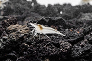Fresh Snow Ball Shrimp by JA, featuring large, white, snowball-shaped shrimp ready for cooking or seafood dishes.