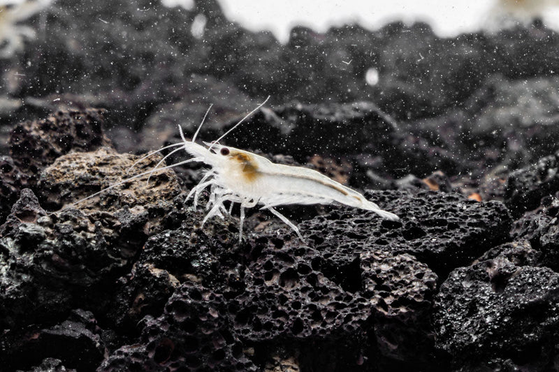Fresh Snow Ball Shrimp by JA, featuring large, white, snowball-shaped shrimp ready for cooking or seafood dishes.