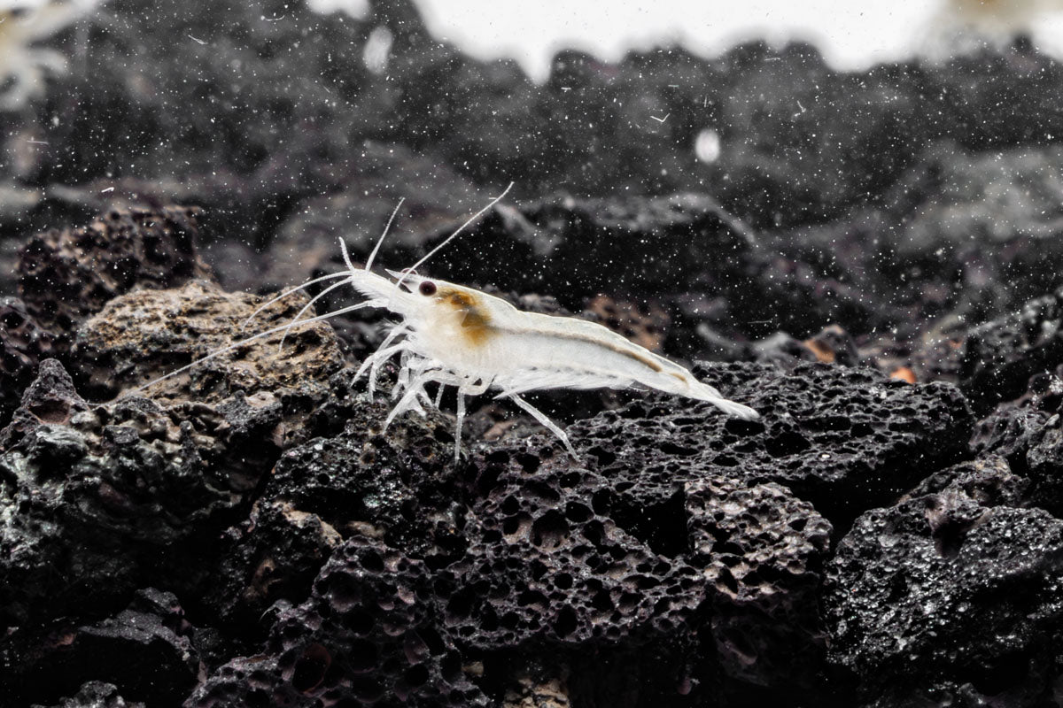 Snow Ball Shrimp — Buce Plant