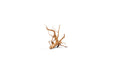 Natural driftwood piece, Spiderwood by UNSHARDSCAPE, showcasing twisted, textured wood suitable for aquariums and terrariums.