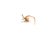Natural spiderwood driftwood piece with twisted, intricate branches, ideal for aquatic or decorative use by UNSHARDSCAPE.
