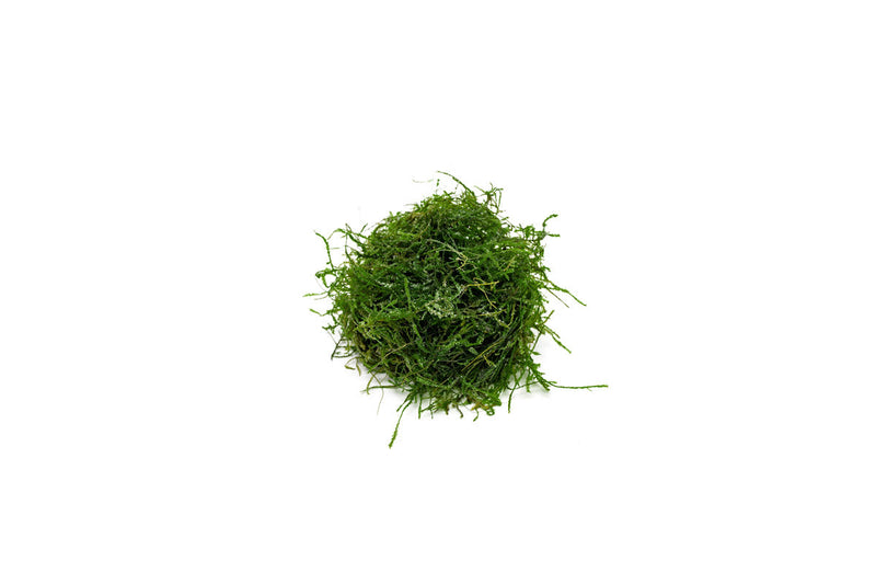 Close-up of BUCE Spiky Moss showing its dense, spiky green moss texture suitable for terrariums and plant arrangements.