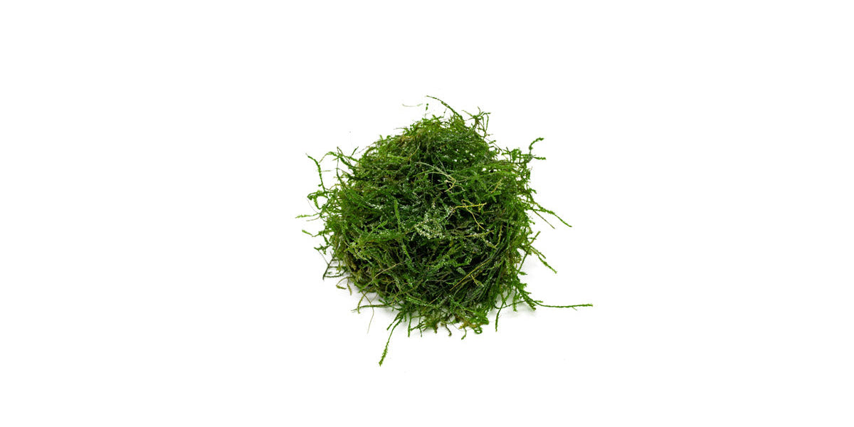 Spiky Moss — Buce Plant
