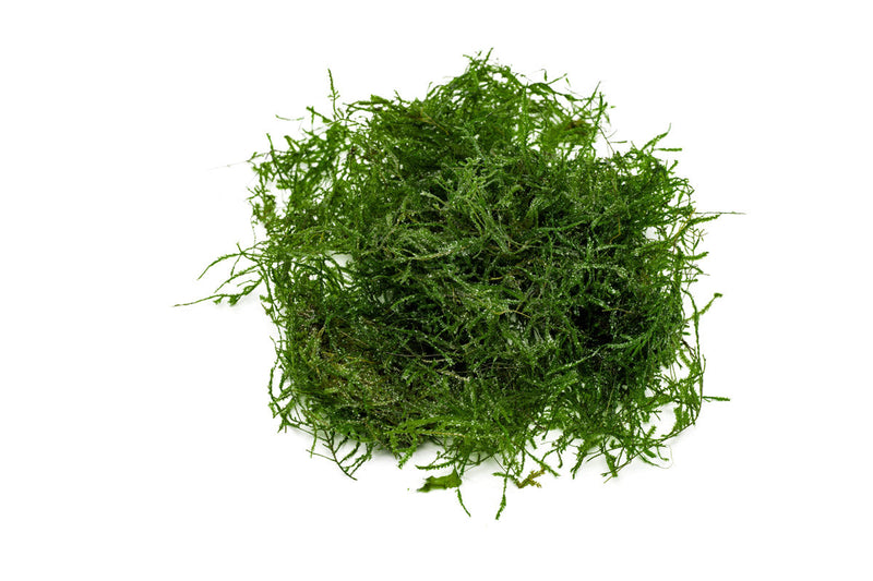 Close-up of BUCE Spiky Moss showing its dense, spiky green moss texture for decorative or terrarium use.