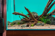 Star-shaped driftwood piece from UNSHARDSCAPE, showcasing natural wood grain and unique star form for decorative use.