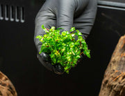 Healthy Staurogyne Repens aquatic plant from IS, showing vibrant green leaves ideal for freshwater aquariums.