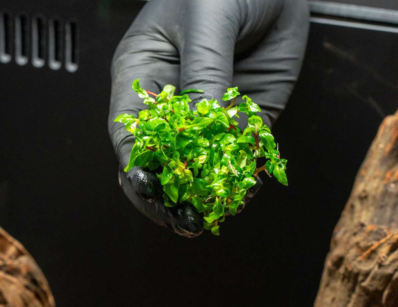 Healthy Staurogyne Repens aquatic plant from IS, showing vibrant green leaves ideal for freshwater aquariums.