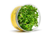 Healthy Staurogyne Repens aquatic plant in tissue culture from UNSTC, with vibrant green leaves suitable for freshwater aquariums.