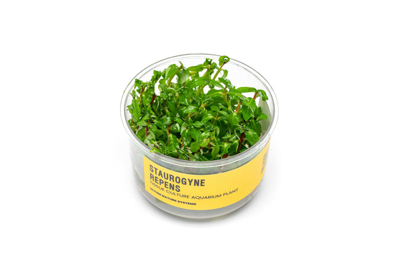 Healthy Staurogyne Repens aquatic plant from UNSTC tissue culture, with vibrant green leaves suitable for freshwater aquariums.