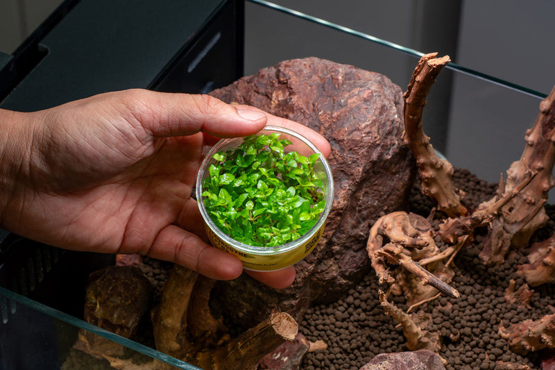 Staurogyne Repens UNS Tissue Culture