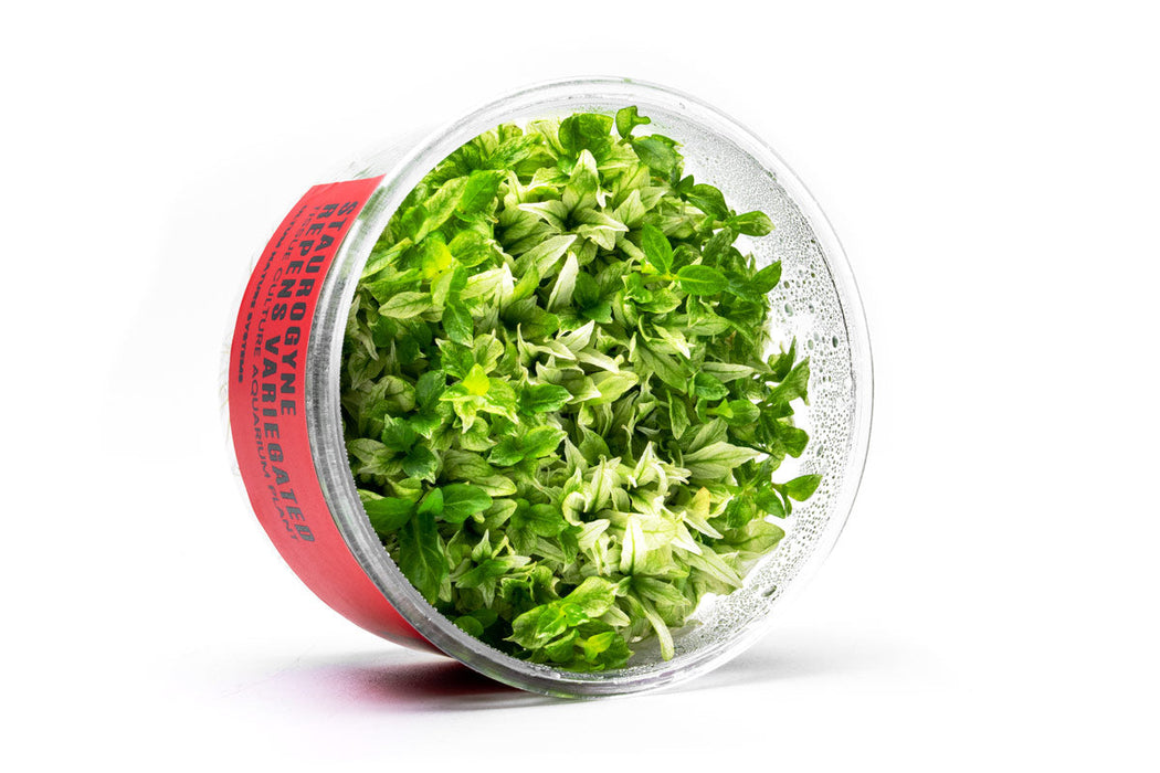Staurogyne Repens Variegated UNS Tissue Culture