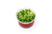Staurogyne Repens Variegated UNS Tissue Culture Aquatic Plant - Buce Plant