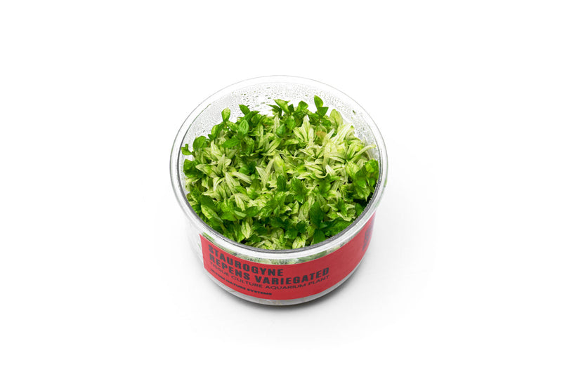 Staurogyne Repens Variegated UNS Tissue Culture Aquatic Plant - Buce Plant