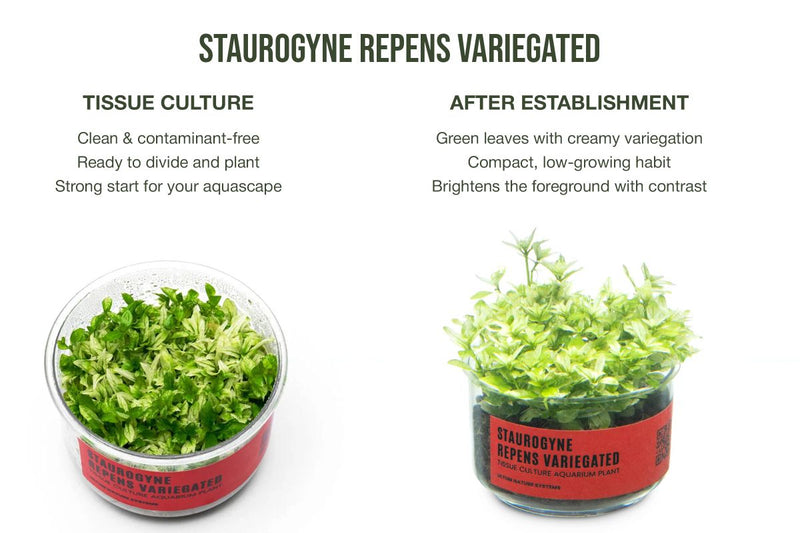 Staurogyne Repens Variegated UNS Tissue Culture