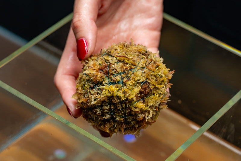 Studio Aquatica Wabi Kusa Substrate Ball Wabikusa - Buce Plant