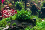 Healthy green Subwassertang aquatic plant from IS, showcasing its delicate, moss-like fronds ideal for freshwater aquariums.