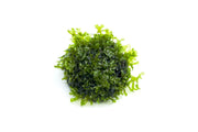 Healthy Subwassertang aquatic plant from IS, showing lush green, textured, moss-like aquatic vegetation suitable for freshwater aquariums.