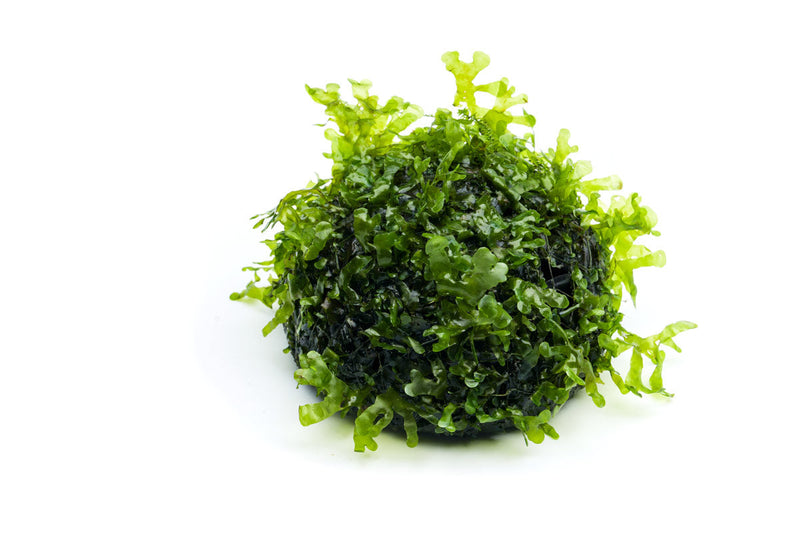 Healthy green Subwassertang aquatic plant from IS, showing delicate, leafy fronds ideal for freshwater aquariums.