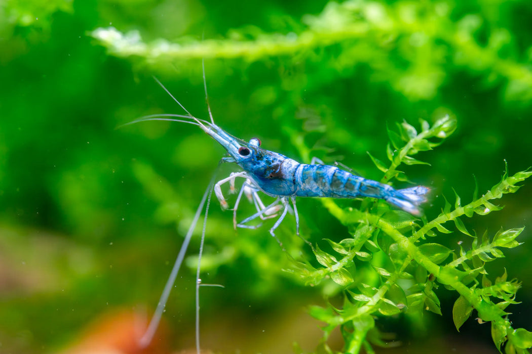 Sulawesi Blue Ghost Shrimp — Buce Plant