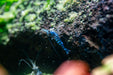 Sulawesi Blue Ghost Shrimp