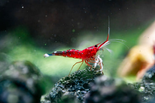 Quality Freshwater Shrimp Packs for Sale — Buce Plant