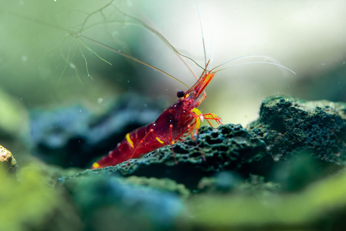 Caridina Shrimp — Buce Plant
