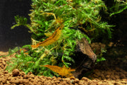 Tangerine Tiger Shrimp Shrimp - Buce Plant