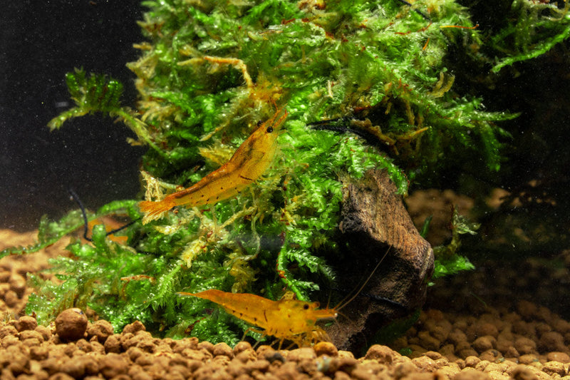 Tangerine Tiger Shrimp Shrimp - Buce Plant