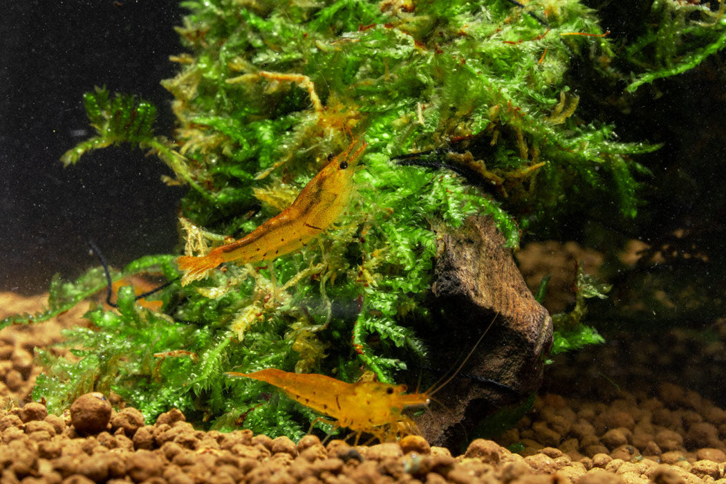 Tangerine Tiger Shrimp