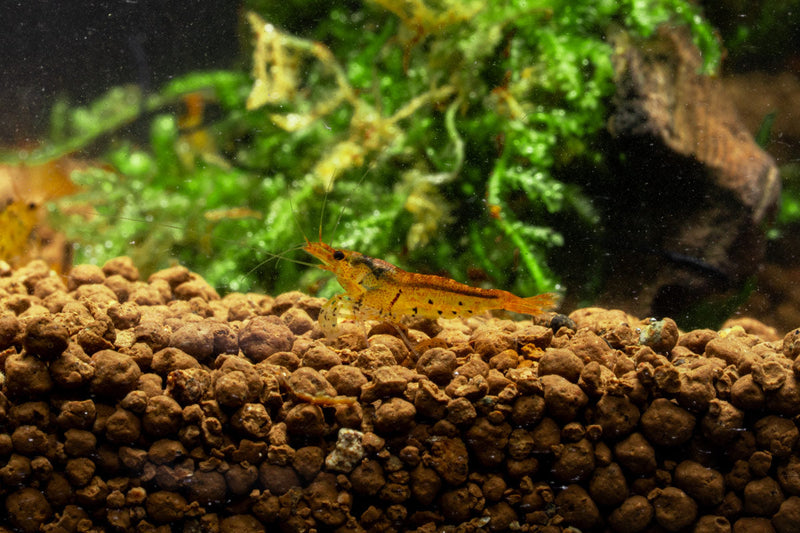 Tangerine Tiger Shrimp Shrimp - Buce Plant