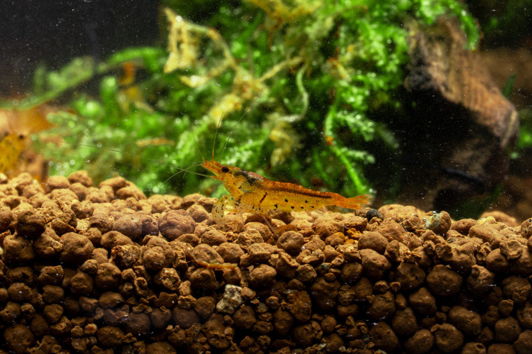 Tangerine Tiger Shrimp