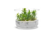 Tonina Fluviatilis Tissue Culture Aquatic Plant - Buce Plant