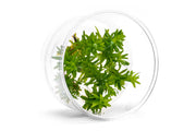 Tonina Fluviatilis Tissue Culture Aquatic Plant - Buce Plant