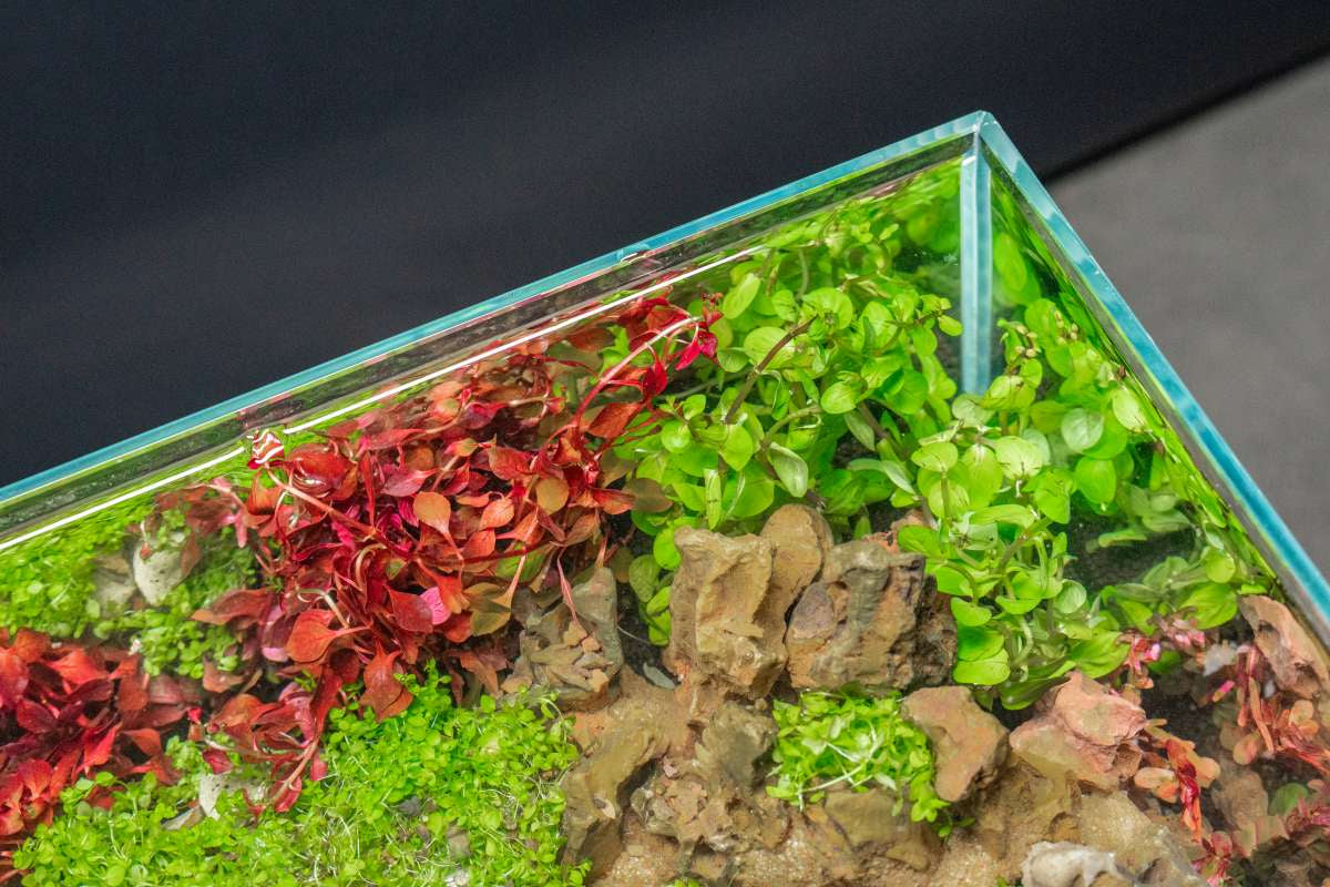Top-down view of an aquascape with red and green plants in a UNS rimless tank.